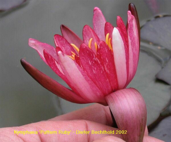 Nymphaea 'Pattern Ruby'